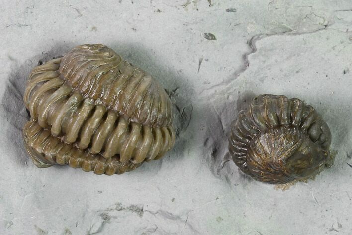 Two Enrolled Flexicalymene Trilobites - Cincinnati, Ohio #135533